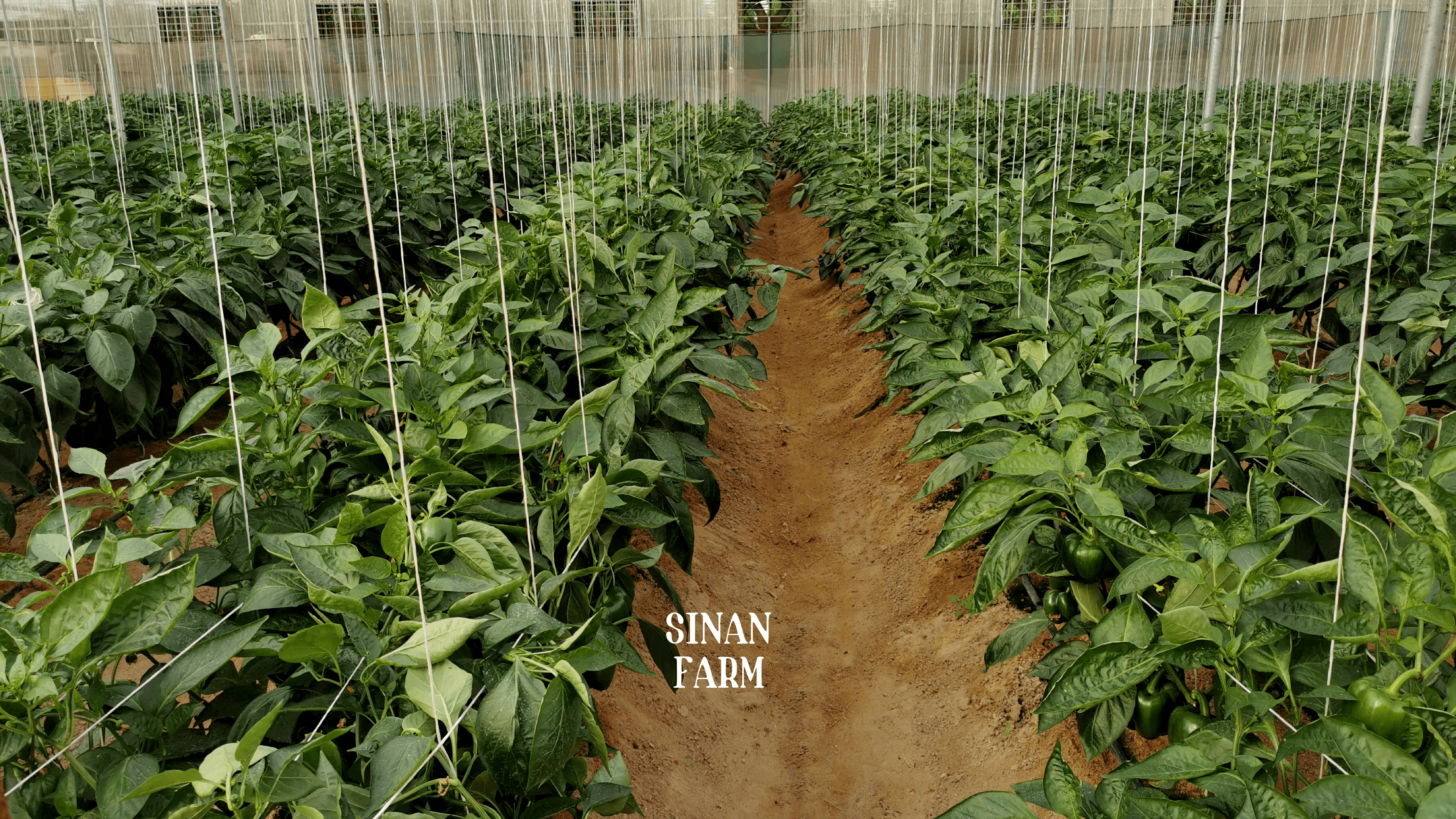 Sinan Farms